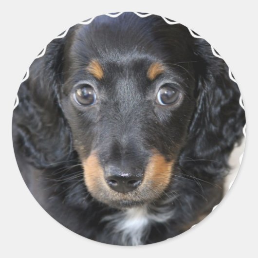 Daschund Puppy Dog Stickers (Voorkant)