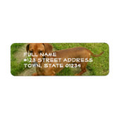 Daschund Retouradres Mailing Label (Voorkant)