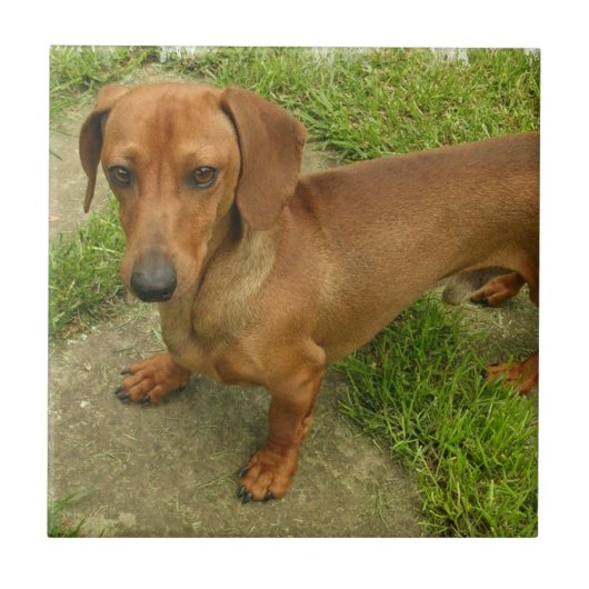 Daschund Tile Tegeltje (Voorkant)