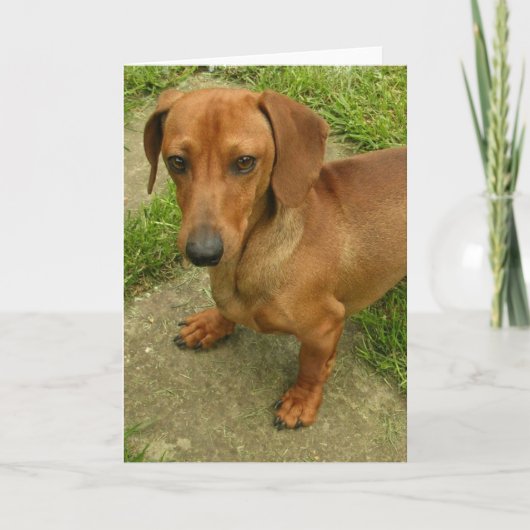 Daschund verticaal Wenskaart Kaart (Voorkant)