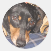 Daschund Weener Hondengezicht Ronde Sticker (Voorkant)