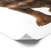 Dashchund Puppy Poster Rint (Hoek)