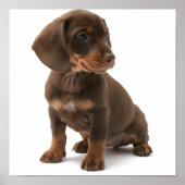 Dashchund Puppy Poster Rint (Voorkant)