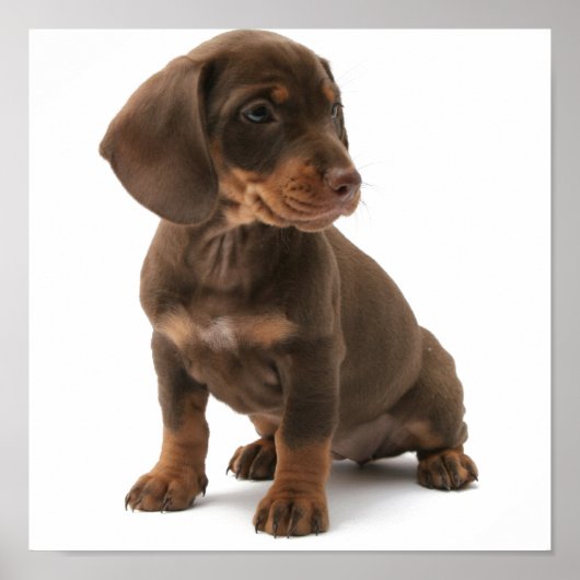 Dashchund Puppy Poster Rint (Voorkant)