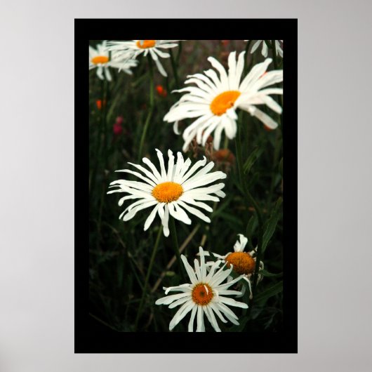 Dasiy Days Poster (Voorkant)