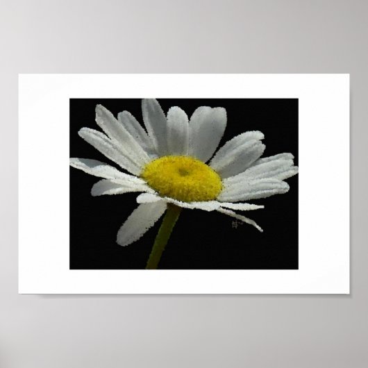 Dasiy Poster (Voorkant)