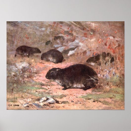 Dassie Rats by CE Swan,  Wild Animal Rodent Poster (Voorkant)