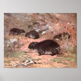 Dassie Ratten door CE Swan, Antieke Wilde Dier Kna Poster