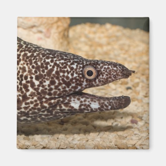 Dat is een Moray! Vierkante magneet (Voorkant)