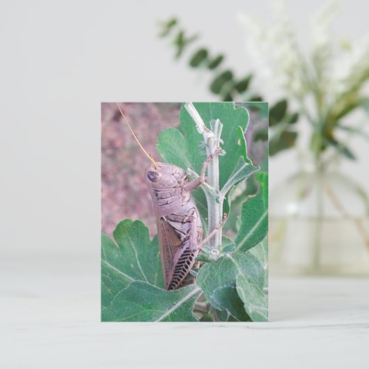 Dat is een sprinkhaan briefkaart (Staand voorkant)