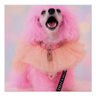 Dat is Heet Dat is Roze Retro Kawaii Poodle Poster