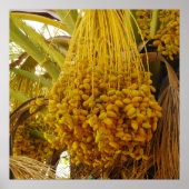 Data op het Poster palmbomen (Voorkant)