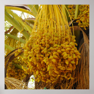 Data op het Poster palmbomen