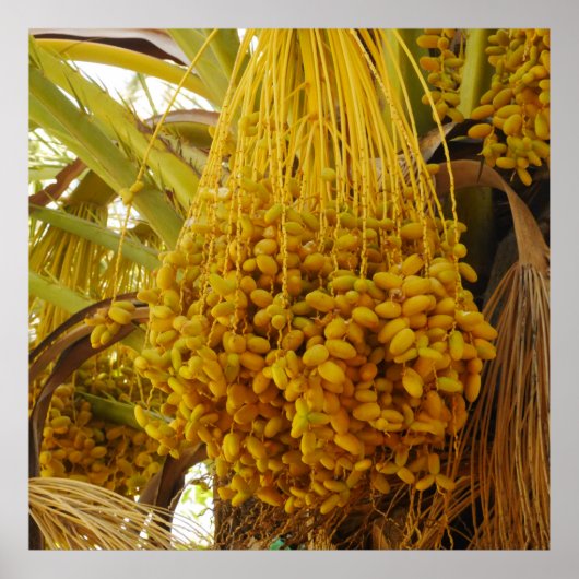 Data op het Poster palmbomen (Voorkant)