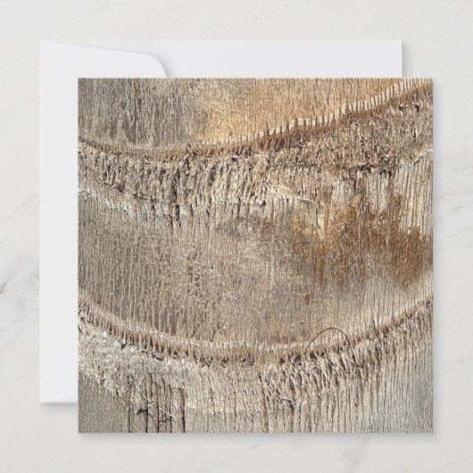 Datum Palm Tree Trunk Texture Close-up Foto Afbeel Kaart (Voorkant)