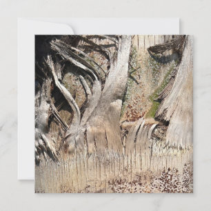 Datum Palm Tree Trunk Texture Close-up Foto Afbeel Kaart