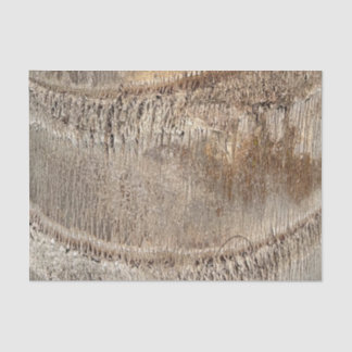 Datum Palm Tree Trunk Texture Close-up Foto Afbeel Tissuepapier