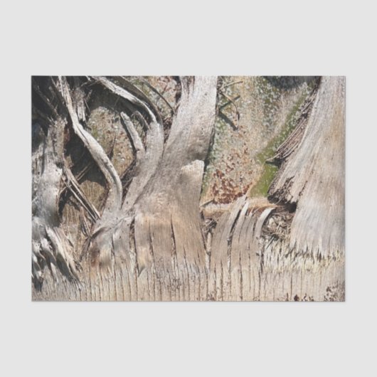Datum Palm Tree Trunk Texture Close-up Foto Afbeel Tissuepapier (Voorkant)