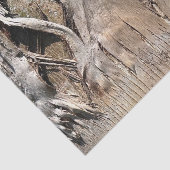 Datum Palm Tree Trunk Texture Close-up Foto Afbeel Tissuepapier (Detail)