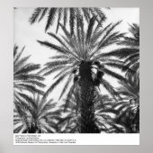 Datum Palms in Palm Desert door Ansel Adams Poster (Voorkant)