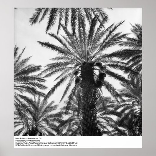 Datum Palms in Palm Desert door Ansel Adams Poster (Voorkant)