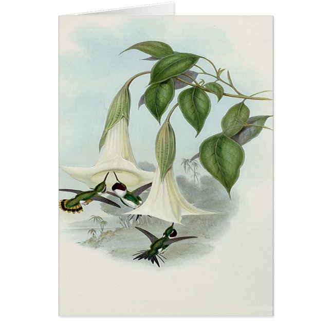 Datura en Hummingbird (Voorkant)