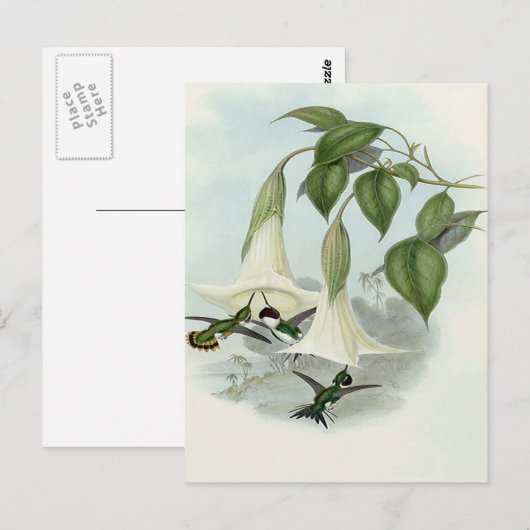 Datura en Hummingbird Briefkaart (Voorkant / Achterkant)