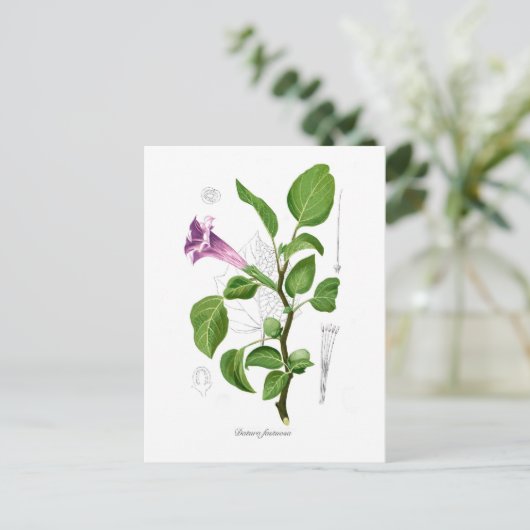Datura fastuosa briefkaart (Staand voorkant)