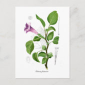 Datura fastuosa briefkaart (Voorkant)
