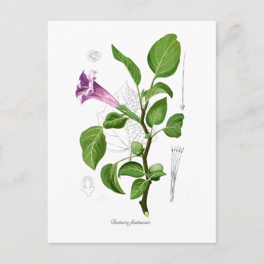 Datura fastuosa briefkaart (Voorkant)
