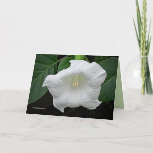 Datura in de ochtend kaart