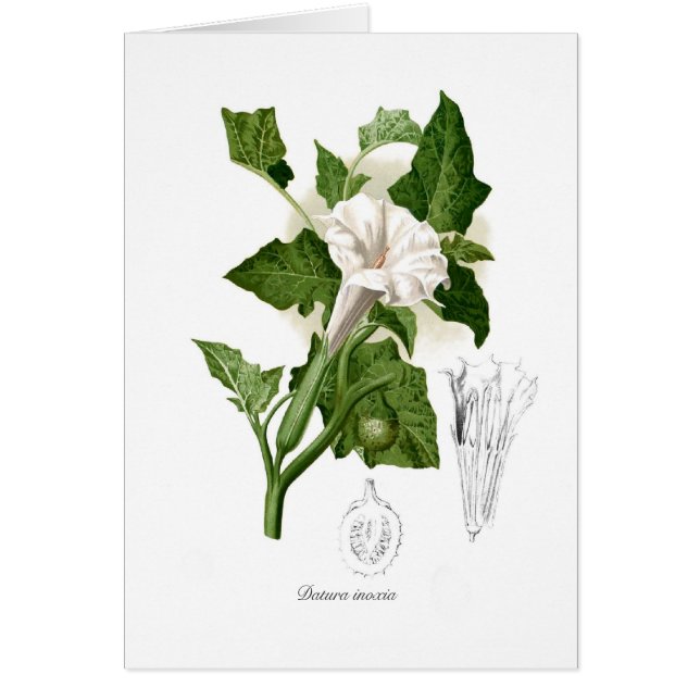 Datura inoxia (Voorkant)