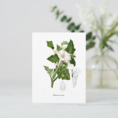 Datura inoxia briefkaart (Staand voorkant)