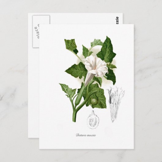 Datura inoxia briefkaart (Voorkant / Achterkant)