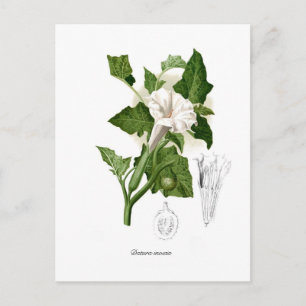 Datura inoxia briefkaart