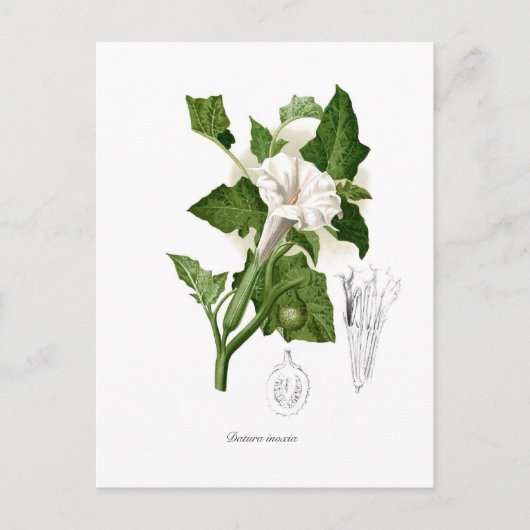 Datura inoxia briefkaart (Voorkant)