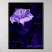 Datura Mystica 3 Poster (Voorkant)