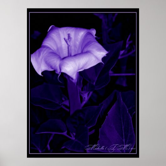 Datura Mystica 3 Poster (Voorkant)