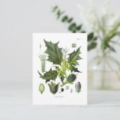 Datura stramonium briefkaart (Staand voorkant)