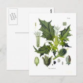 Datura stramonium briefkaart (Voorkant / Achterkant)