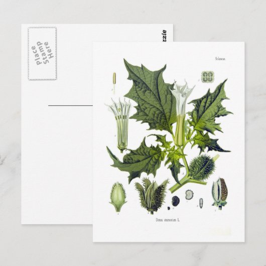 Datura stramonium briefkaart (Voorkant / Achterkant)