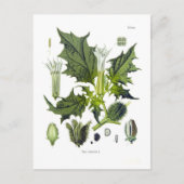Datura stramonium briefkaart (Voorkant)