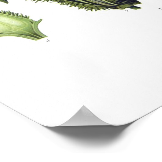 Datura stramonium poster (Hoek)