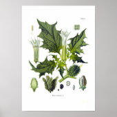 Datura stramonium poster (Voorkant)