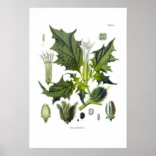 Datura stramonium poster (Voorkant)