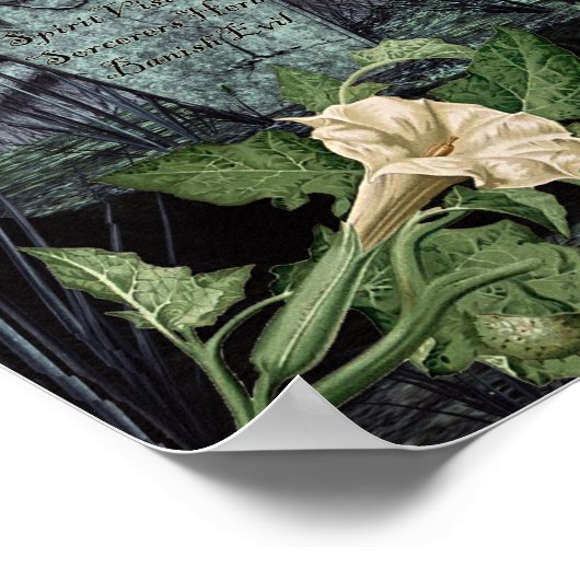 DATURA WITCH'S HERB POSTER (Hoek)