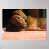 Dauchshund Poster (Voorkant)