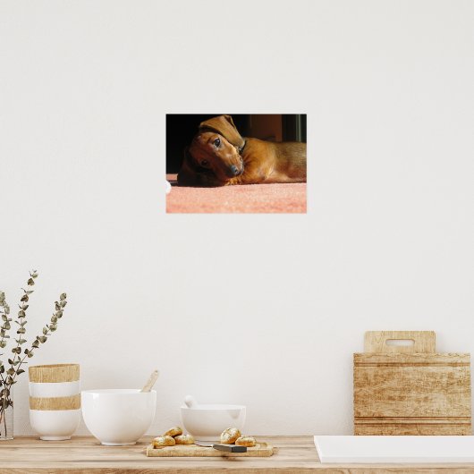 Dauchshund Poster (Keuken)