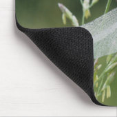 Dauw bedekte Darner Libel Muismat (Hoek)