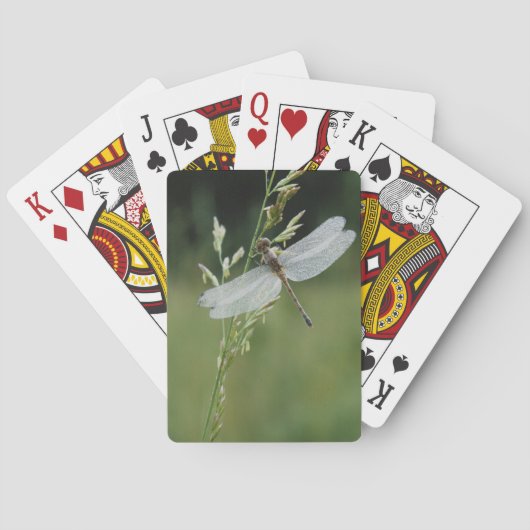 Dauw bedekte Darner Libel Pokerkaarten (Achterkant)